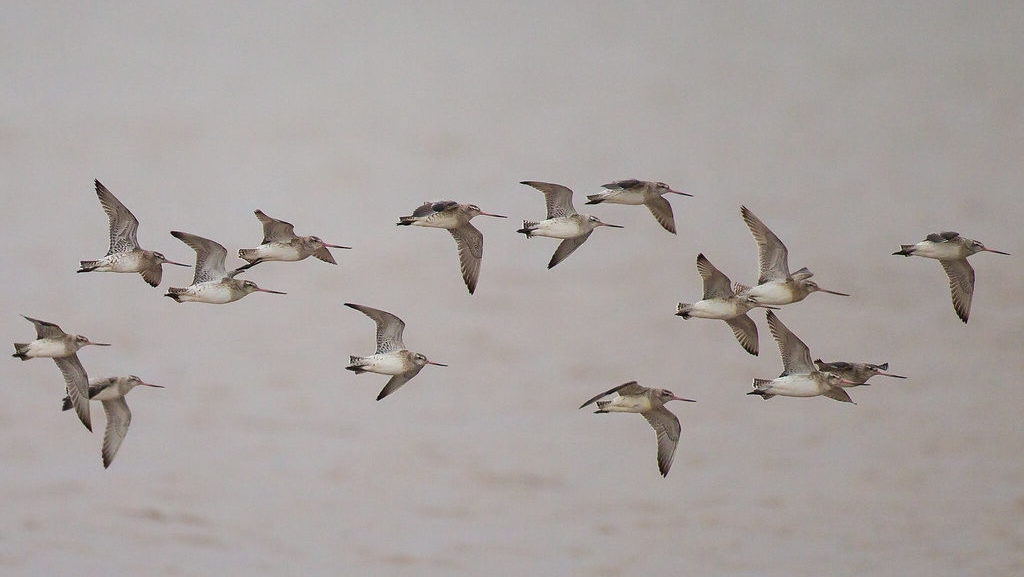 Bar-tailed Godwits in flight above water