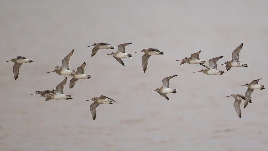 Flock of Bar-tailed Godwits flying over a calm body of water during migration.
