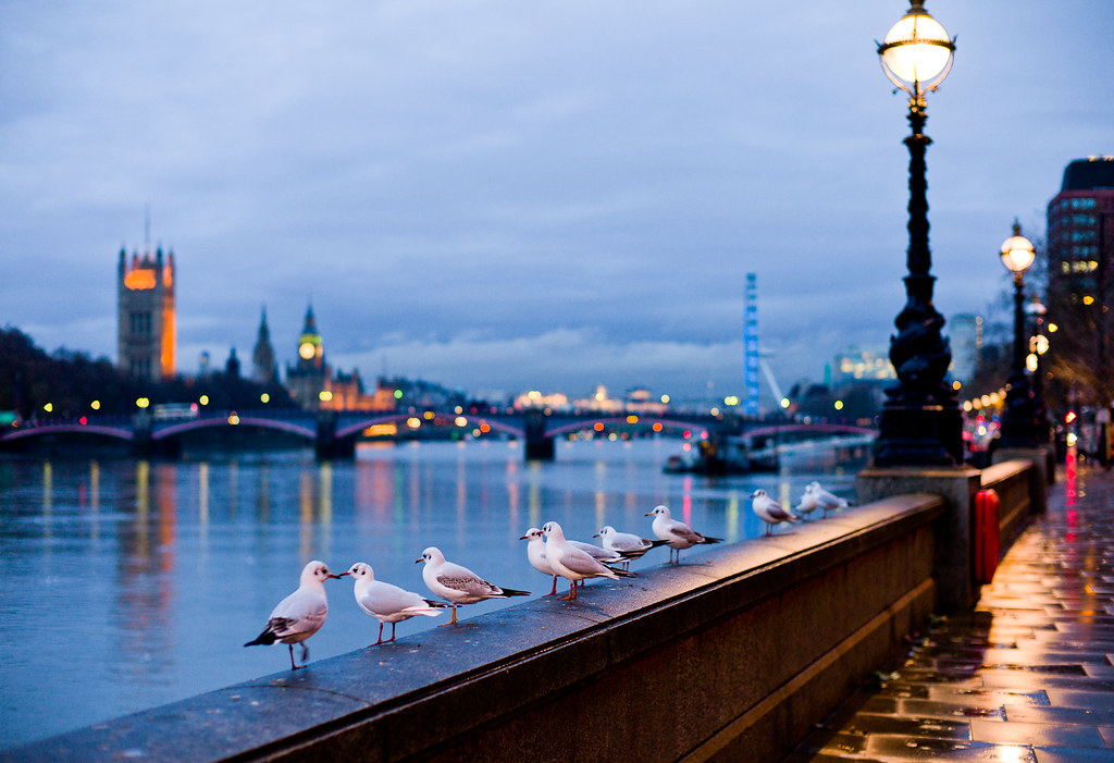 Seagulls are perched on a ledge in front of city lights.