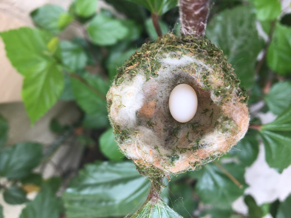 A single white hummingbird egg in a small nest.