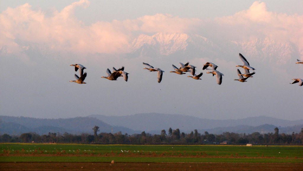 Migratory birds flying in formation over a landscape.