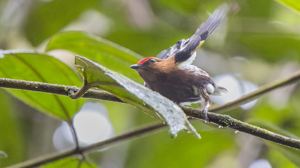 Club-winged Manakin flapping its wings