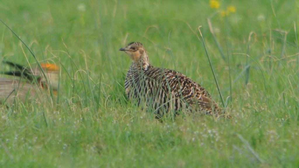 A Greater Prairie Chicken with patterned feathers stands in a field of dry grass.