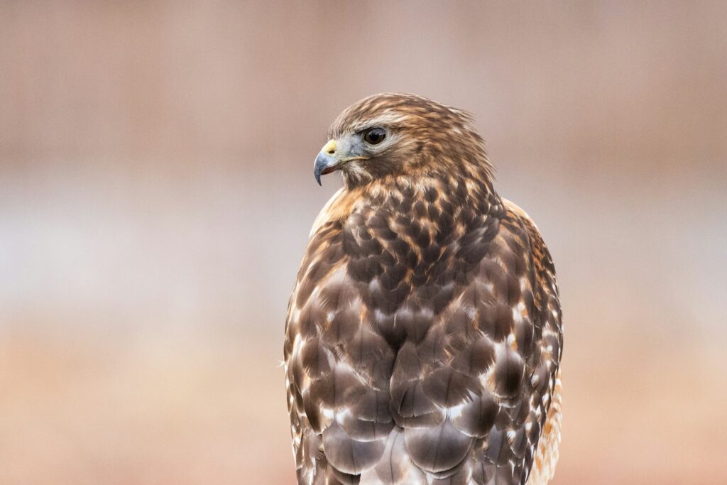 A Red-tailed Hawk with brown and white plumage perches, looking to the left.
