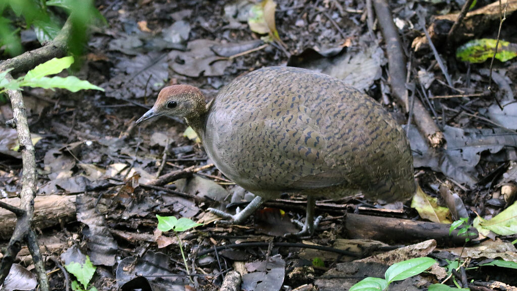 Great Tinamou standing on wet forest floor covered with leaves