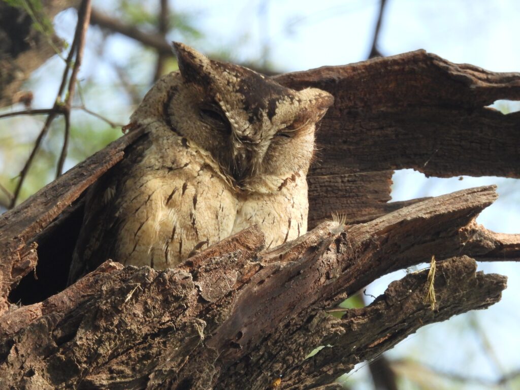 Indian Scops Owl in a tree hollow.