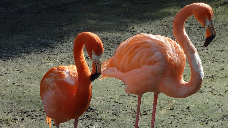 Grown flamingo chick standing next to its parent