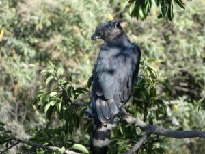 A Black-and-chestnut Eagle perches among green leaves.