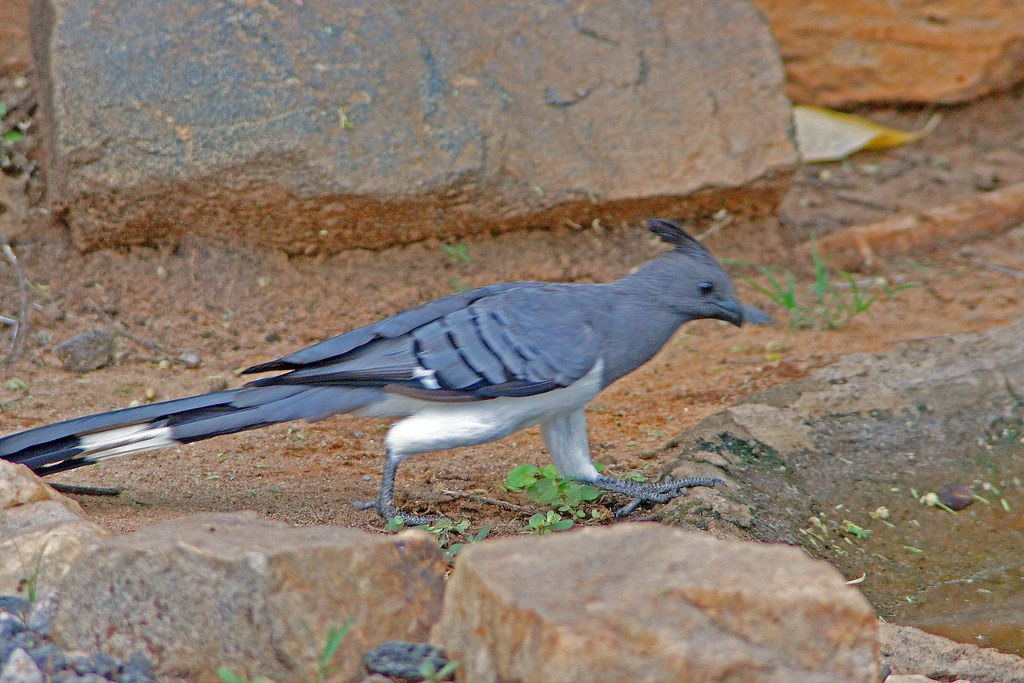 A White-bellied Go-away-bird with a long tail walks on the ground near rocks.