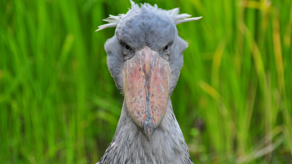 Shoebill stork facing front, standing in front of tall grass
