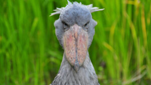 Shoebill stork facing front, standing in front of tall grass