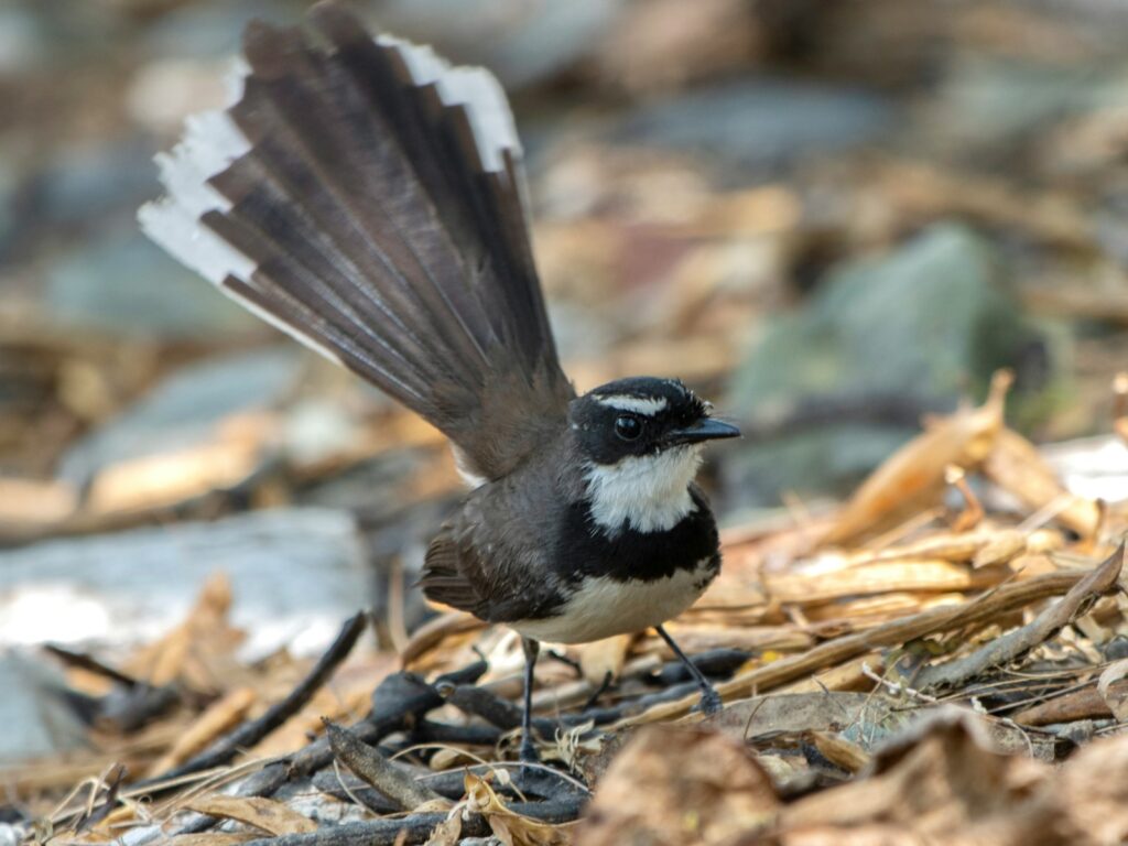 A white-tailed fantail bird is standing on the ground.