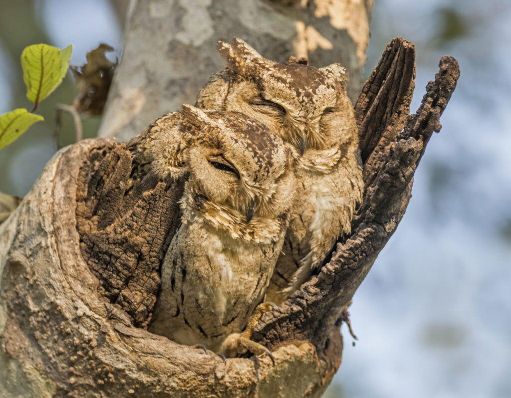 Two Indian Scops Owls snuggle together, camouflaged against the textured tree bark.
