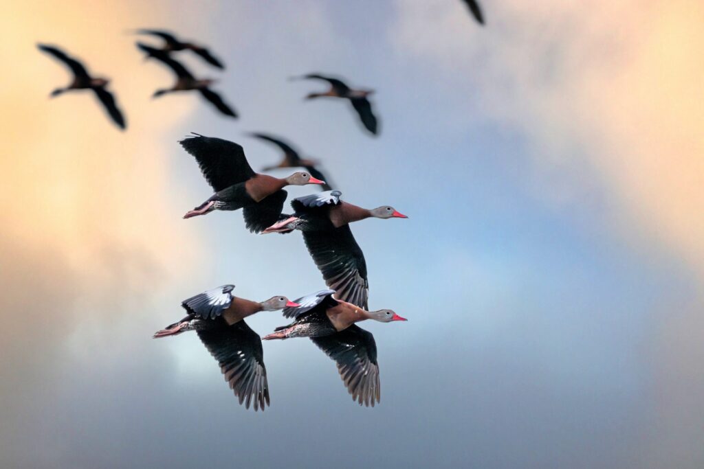 A flock of black-bellied whistling ducks flies across a dramatic, cloudy sky.