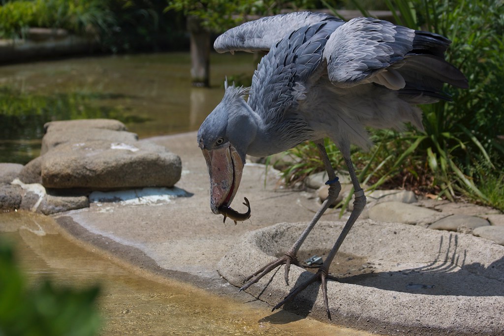 A shoebill stork catches a fish with its large bill.