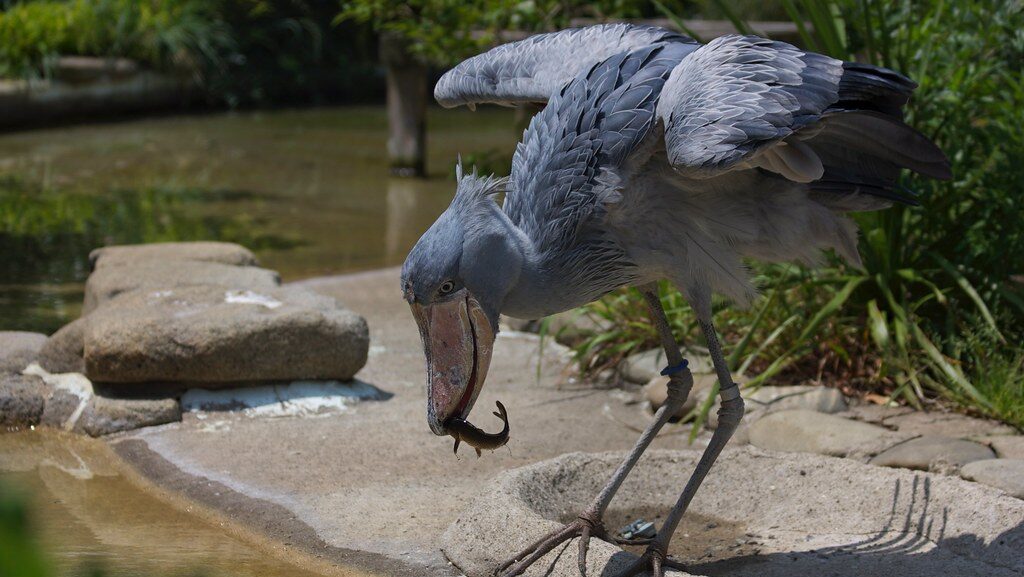 Shoebill stork catching a fish in its large bill, showcasing its hunting skills