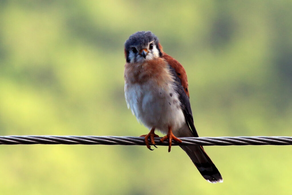 A curious American kestrel perches on a wire, looking directly at the viewer.