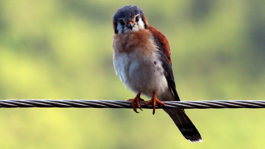 A curious American kestrel perches on a wire, looking directly at the viewer.