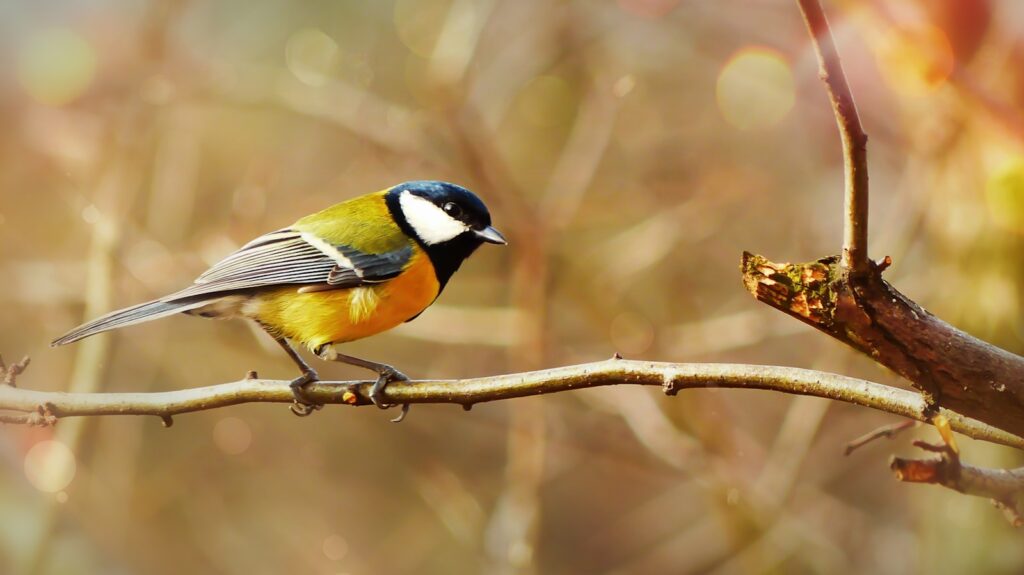 A Great Tit perches on a branch in a soft, natural light.