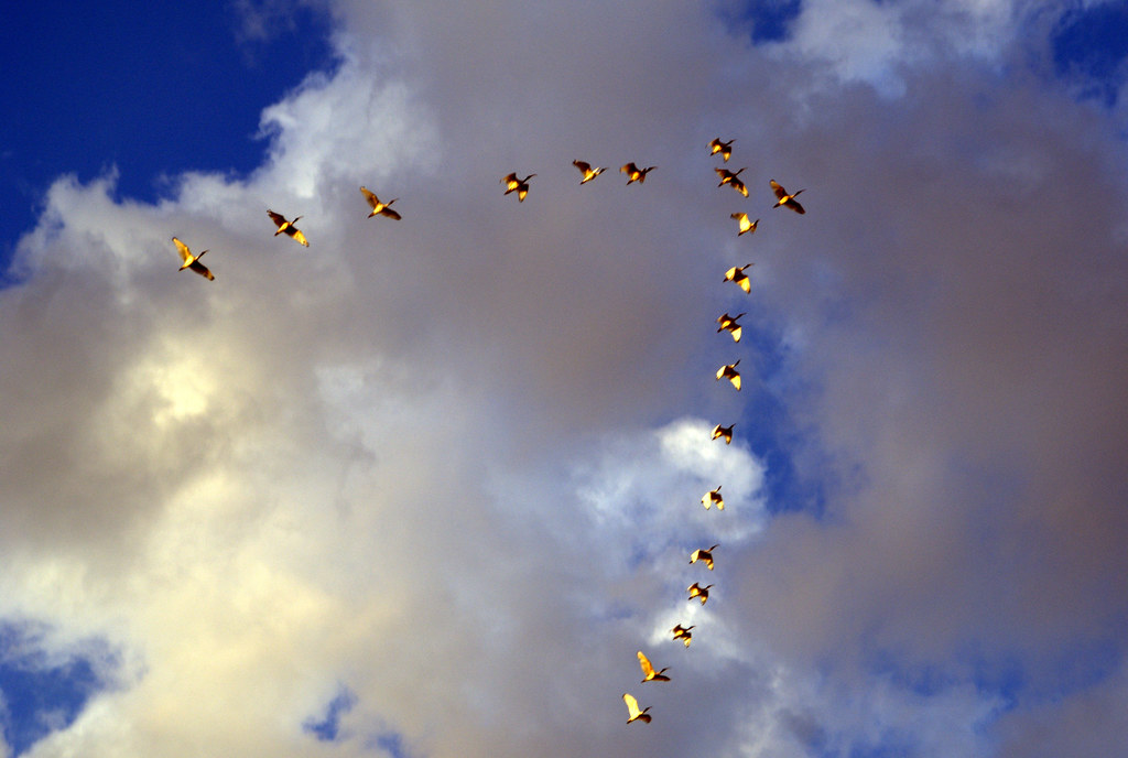 A flock of Canada Geese flies in a V-shaped formation in the sky.