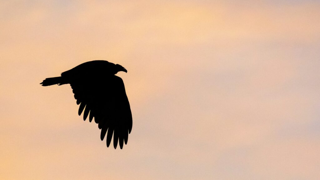 silhouette of a bird flying beneath a cloudy daytime sky