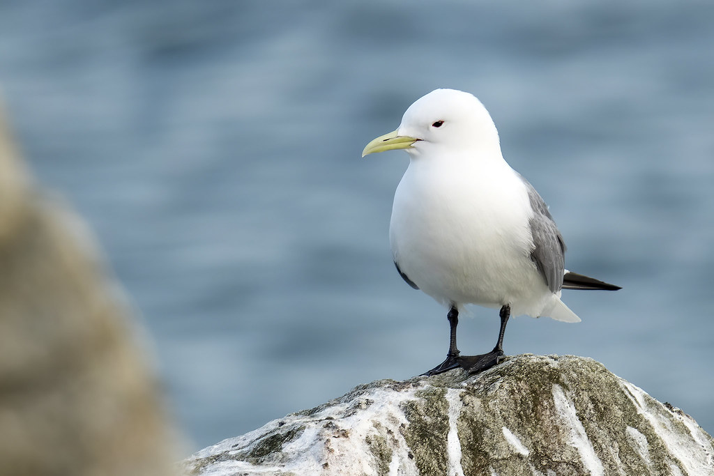 A Black-legged Kittiwake with white and grey plumage stands on a rock.