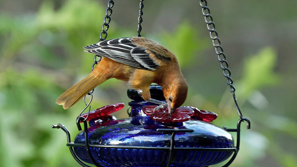 Baltimore Oriole perched on top of a nectar feeder, sipping nectar