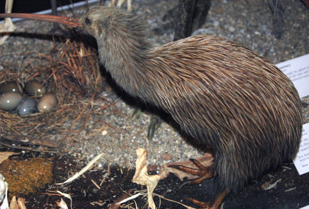 A Brown Kiwi standing next to a nest with eggs.
