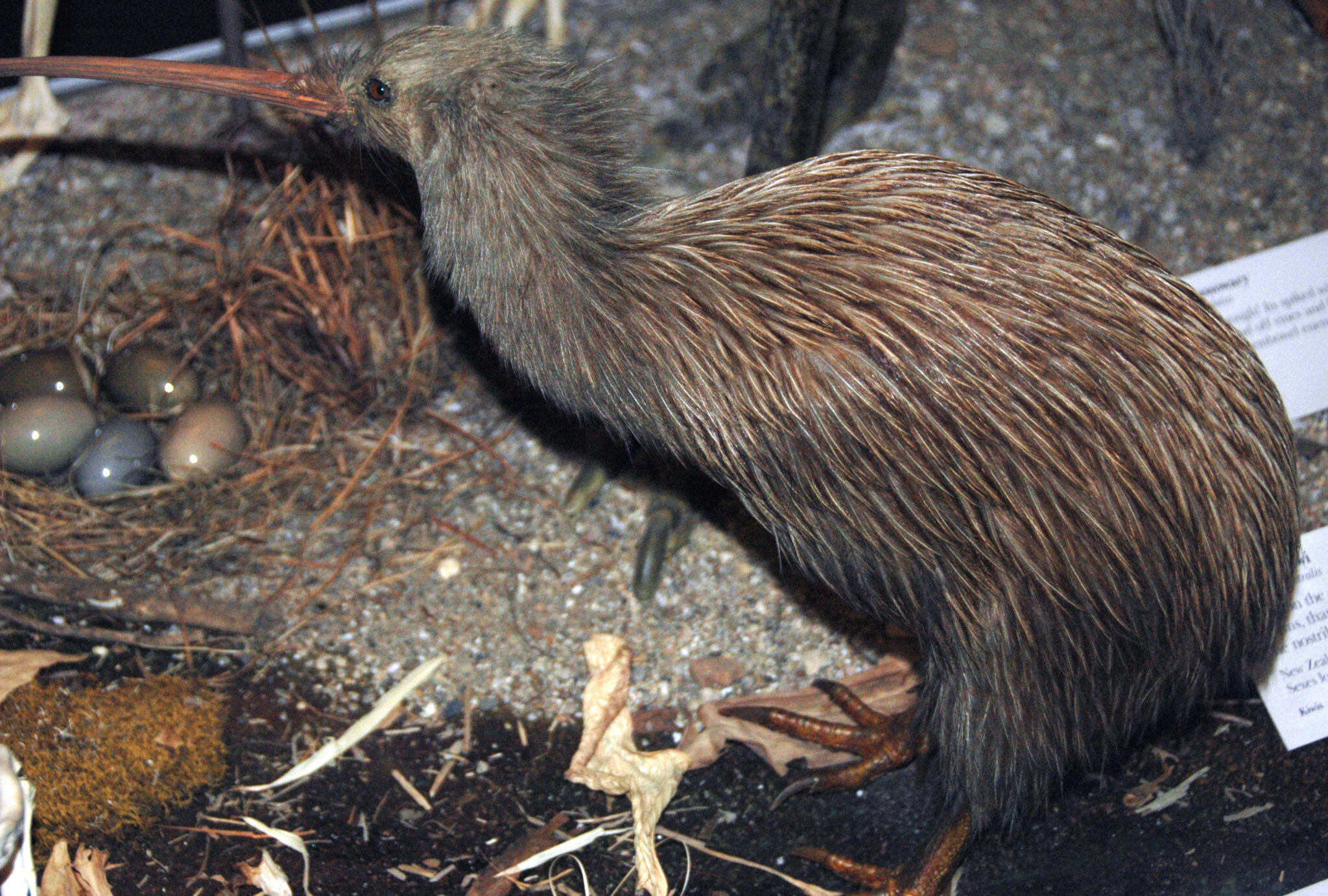 the-bird-that-lays-the-largest-egg-relative-to-body-size-bird-life