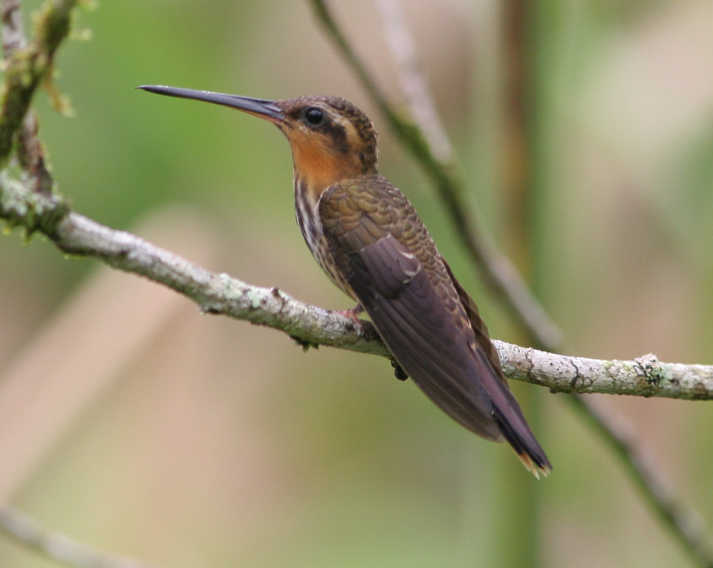 A Saw-billed Hermit hummingbird perched on a lichen-covered branch.
