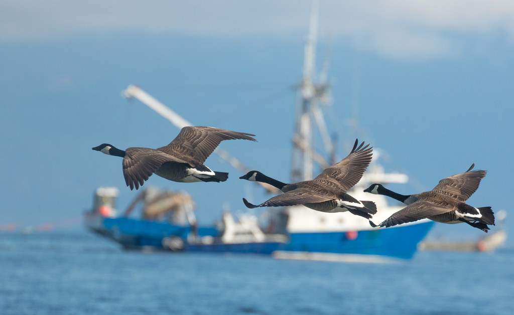 Three Canada geese fly past a boat over blue water.