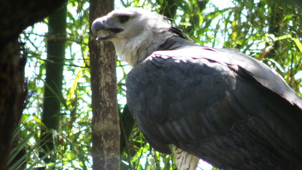 Female Harpy Eagle perched on a branch inside a forest enclosure