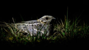 Nightjar bird blending into grass ground in dark outdoor setting