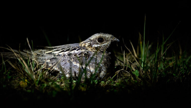 Nightjar bird blending into grass ground in dark outdoor setting