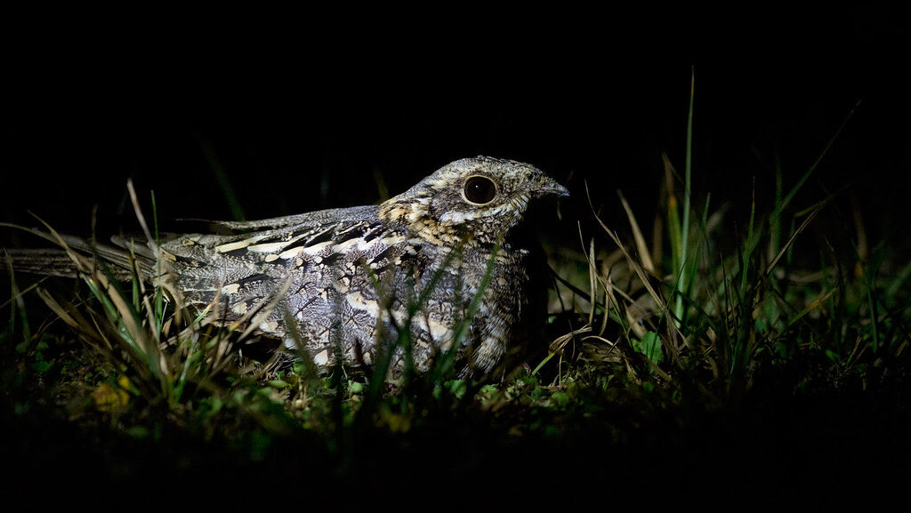 Nightjar bird blending into grass ground in dark outdoor setting