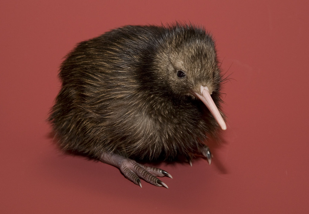 A fluffy brown kiwi stands on a red surface.