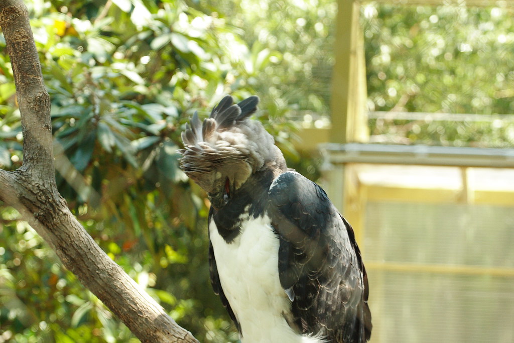 A Harpy Eagle's head is shown in close-up.