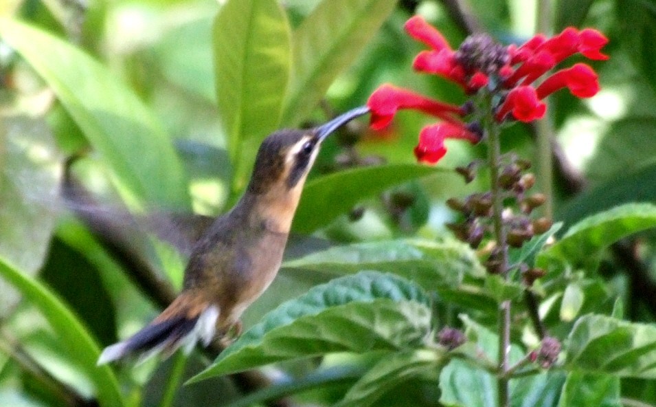 A hermit hummingbird feeding on a red flower.