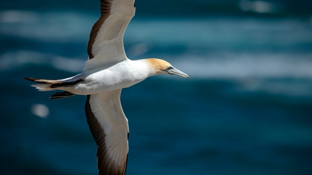 Albatross flying over ocean