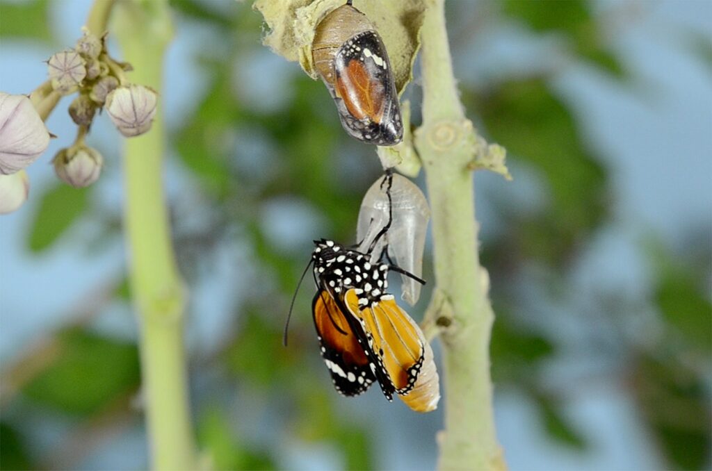A Plain Tiger butterfly emerges from its chrysalis near another pupa.