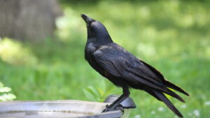 Crow standing on the edge of a bird bath, gazing upward