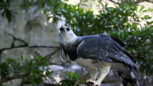 Harpy eagle perched on wood, gazing upward.
