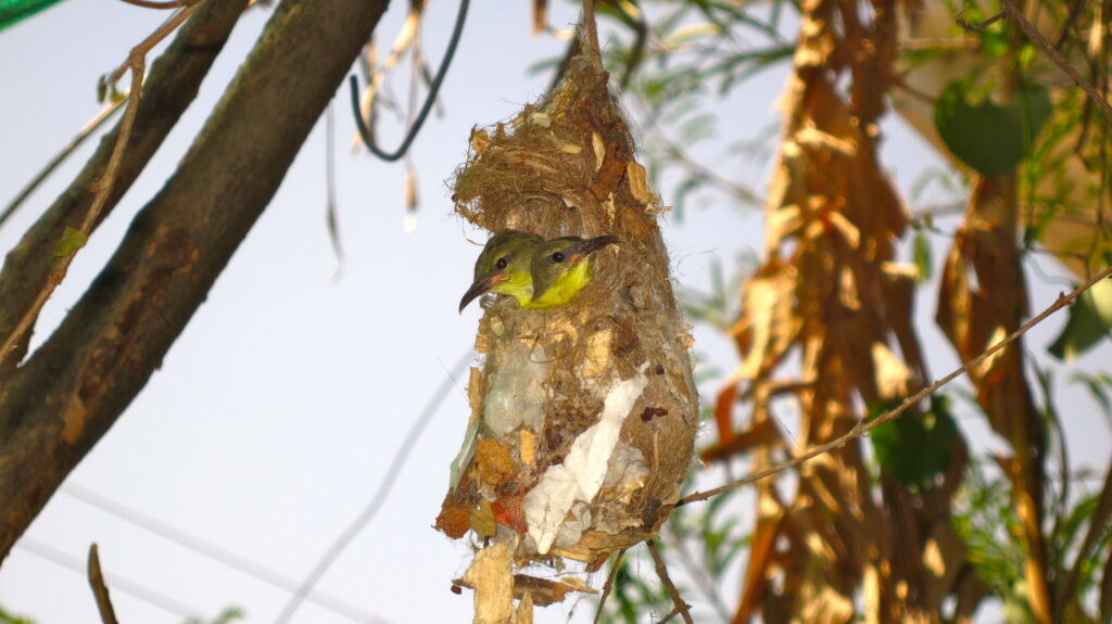 Two Olive-backed Sunbird chicks peek out from their hanging nest.