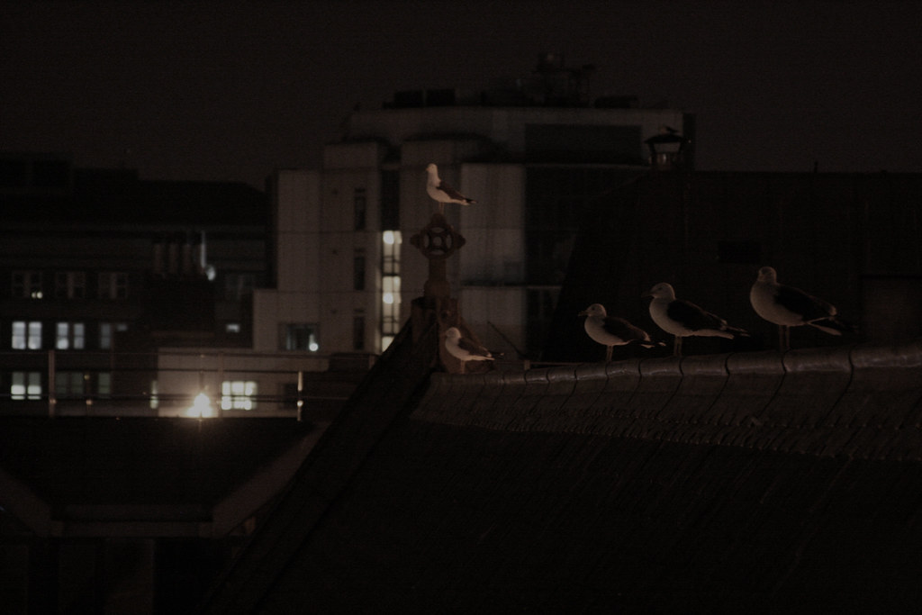 Seagulls are perched on a rooftop at night.