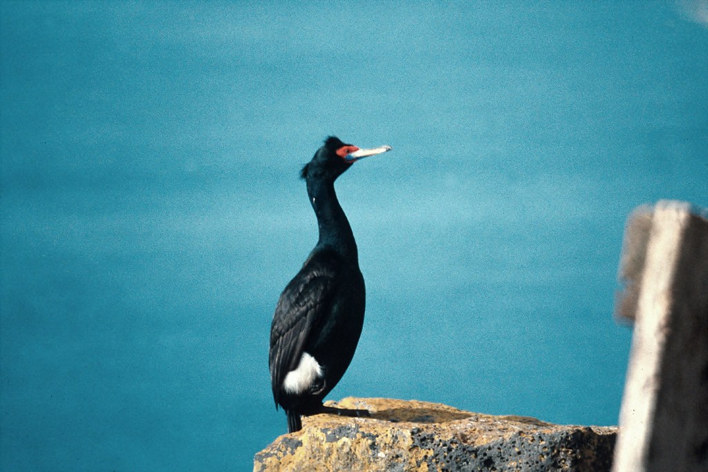 Red-faced cormorant standing on a rock.