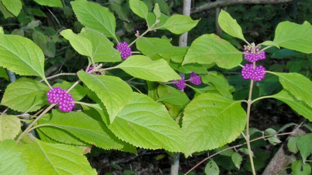 American beautyberry plant with vibrant purple berries