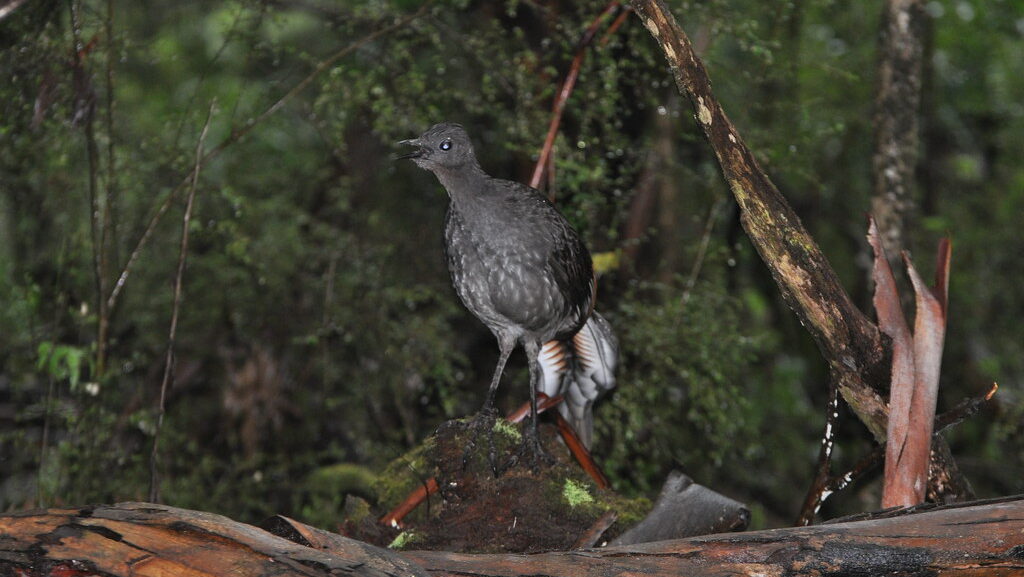 Superb Lyrebird performing vocal mimicry