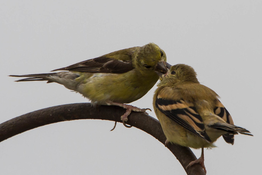 Female American Goldfinch feeding a young fledgling