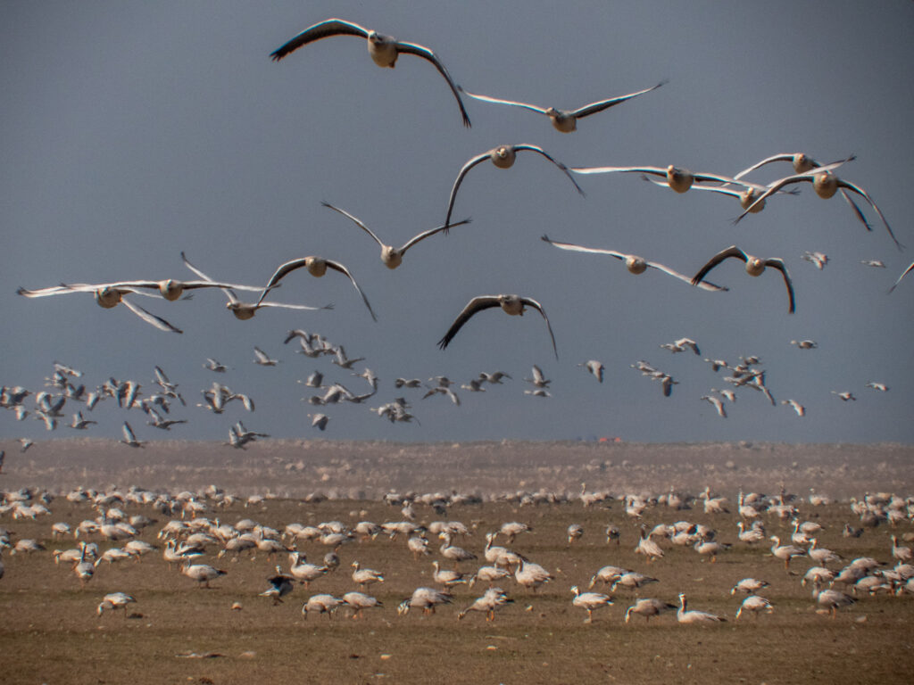 A flock of bar-headed geese flies in formation against a light sky.