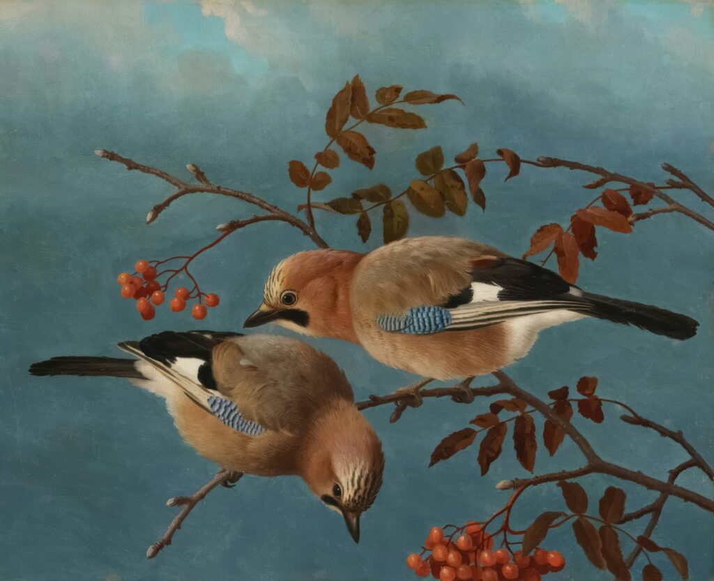 Two Jays are depicted in a painting by Ferdinand von Wright.